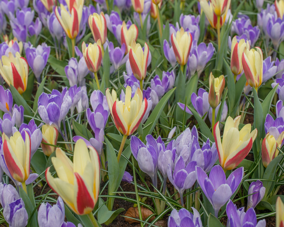 Crocus 'Vanguard'