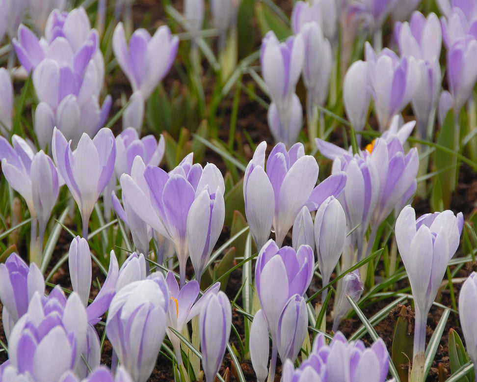 Crocus 'Vanguard'