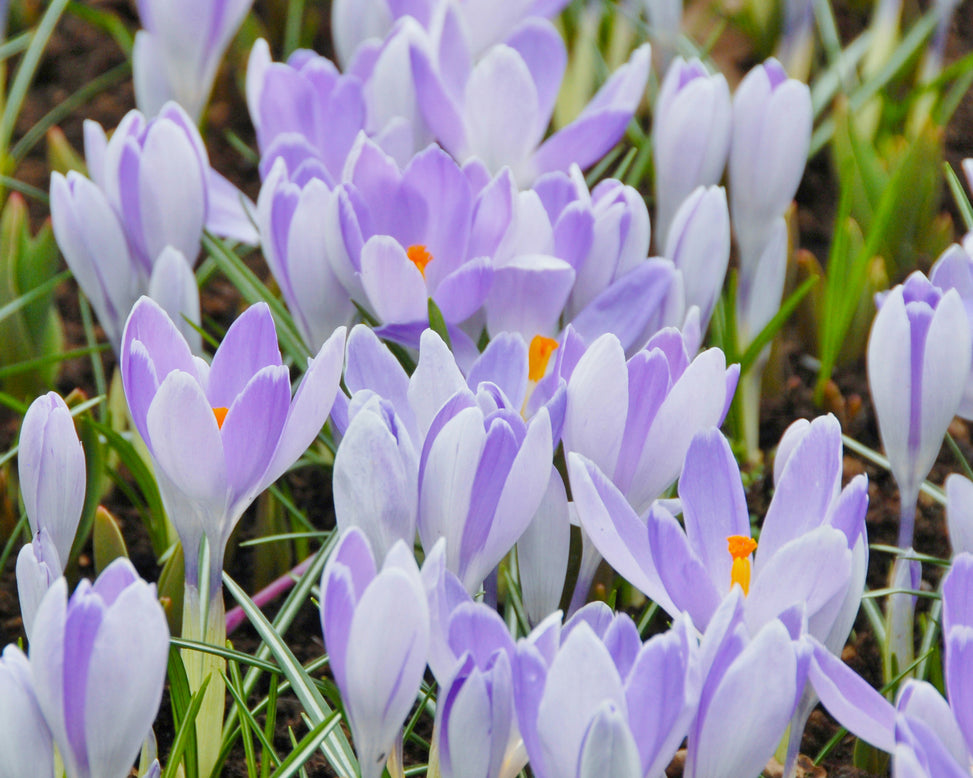 Crocus 'Vanguard'