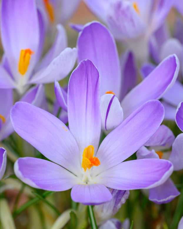 Crocus 'Vanguard'