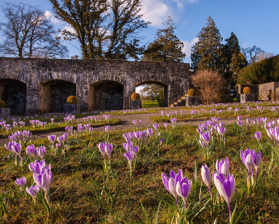 Crocus 'Vanguard'