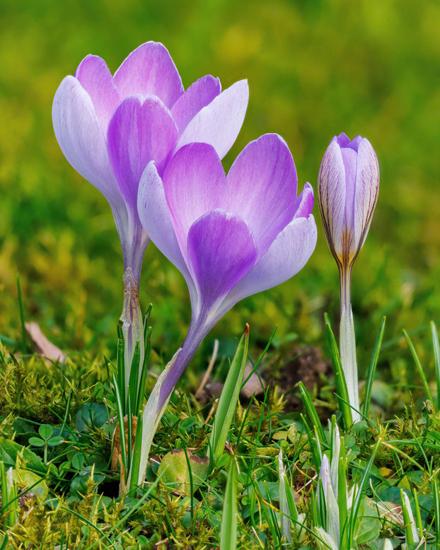 Crocus 'Vanguard'