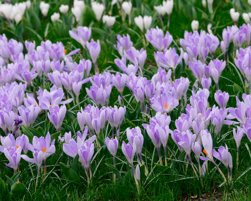 Crocus 'Vanguard'