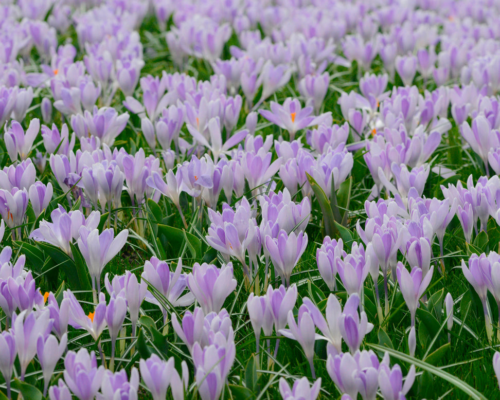 Crocus 'Vanguard'