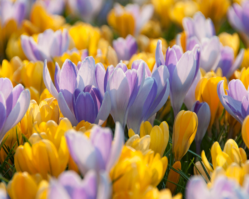 Crocus 'Vanguard'