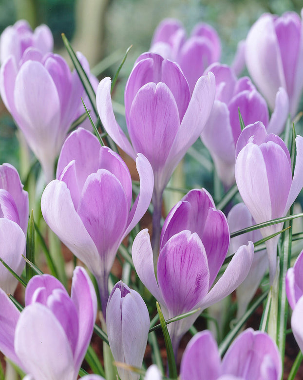 Crocus 'Vanguard'