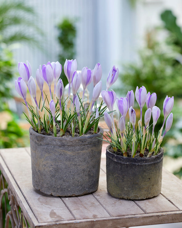 Crocus 'Vanguard'