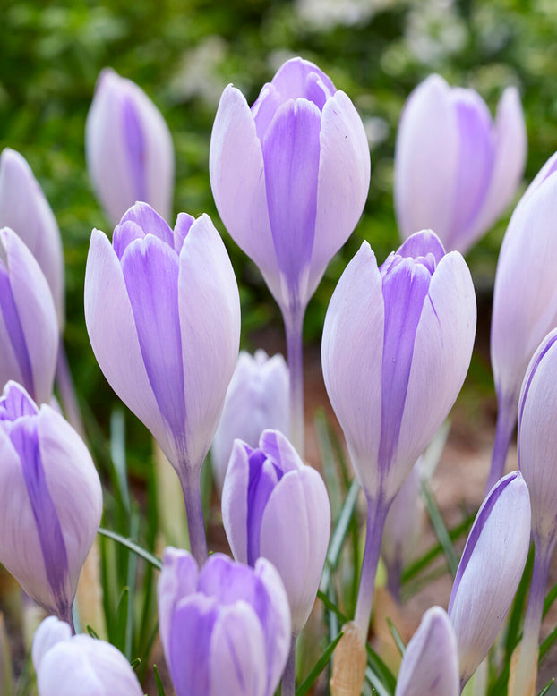 Crocus 'Vanguard'