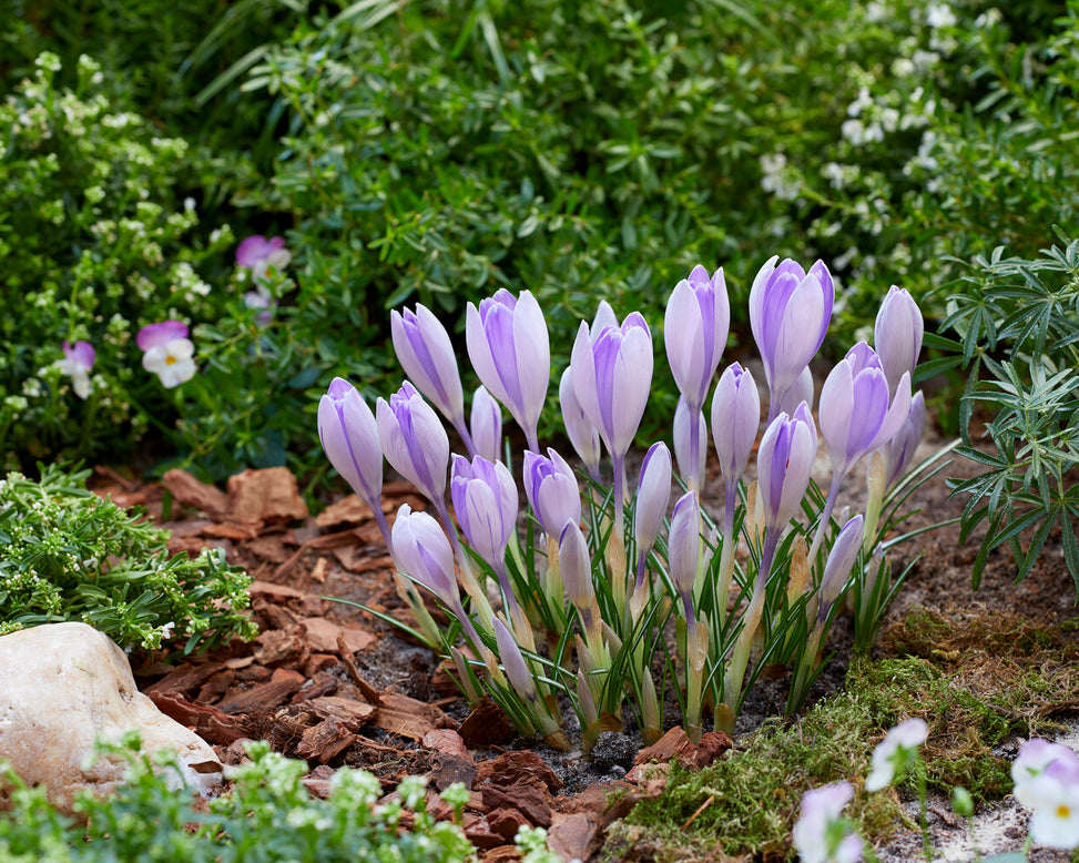 Crocus 'Vanguard'