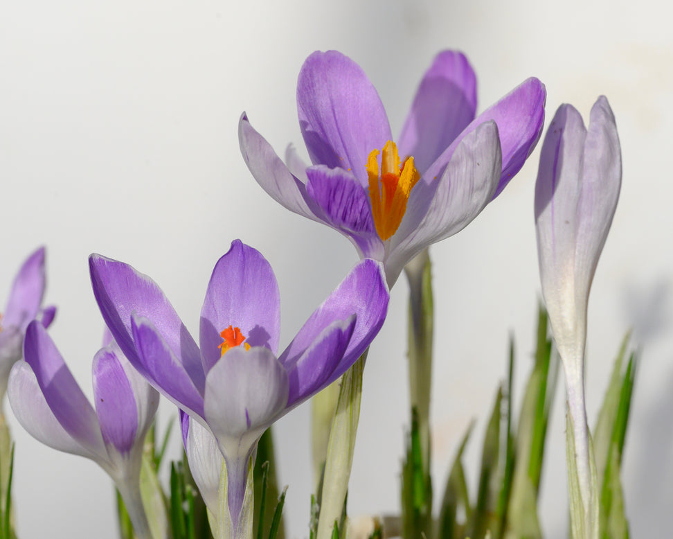 Crocus 'Vanguard'