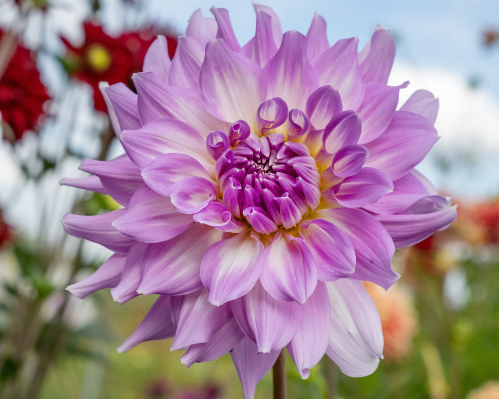 Dahlia 'Almand's Joy'