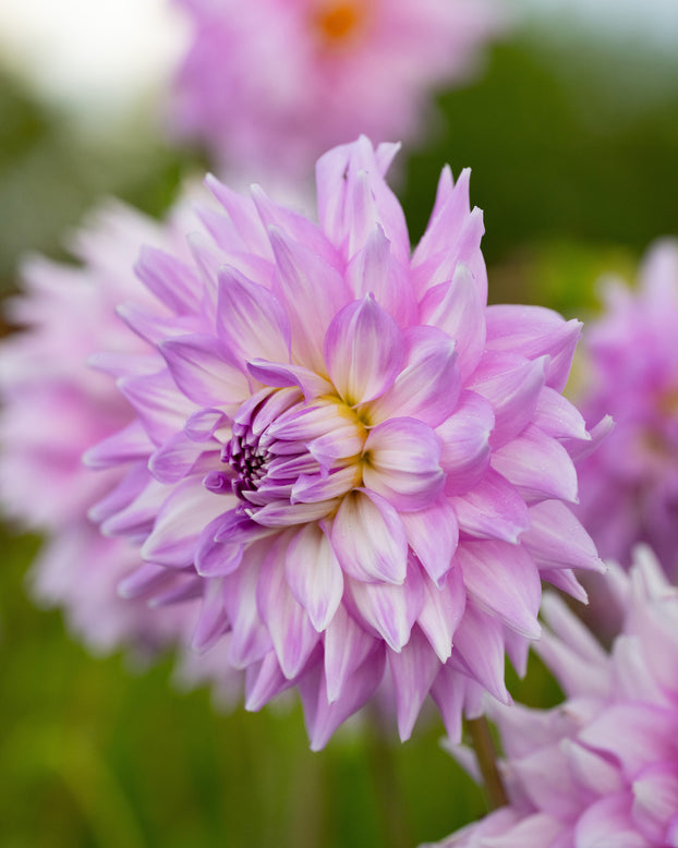 Dahlia 'Almand's Joy'