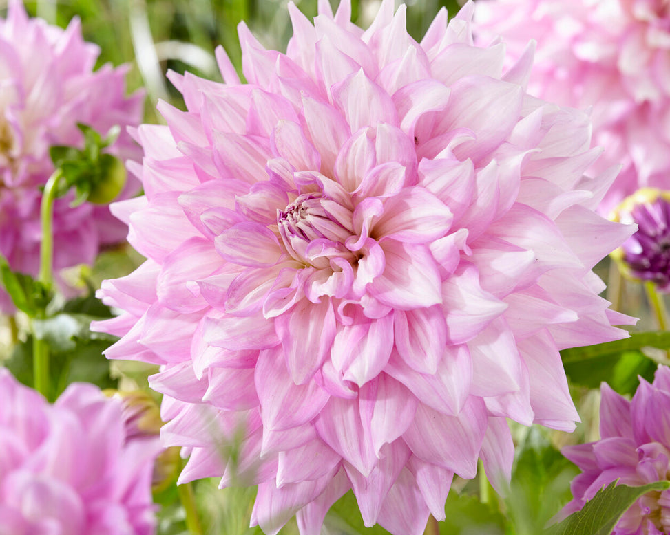 Dahlia 'Almand's Joy'