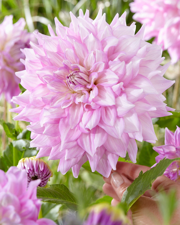 Dahlia 'Almand's Joy'