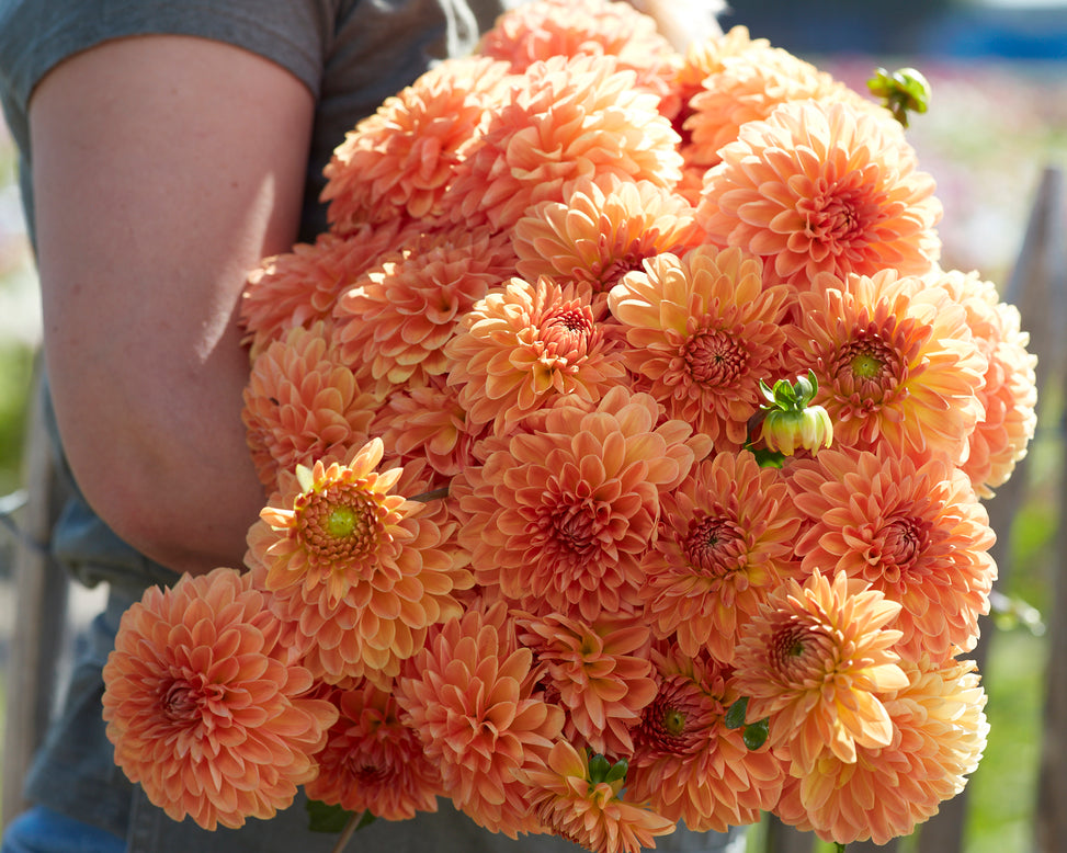 Dahlia 'Amber Crystal'