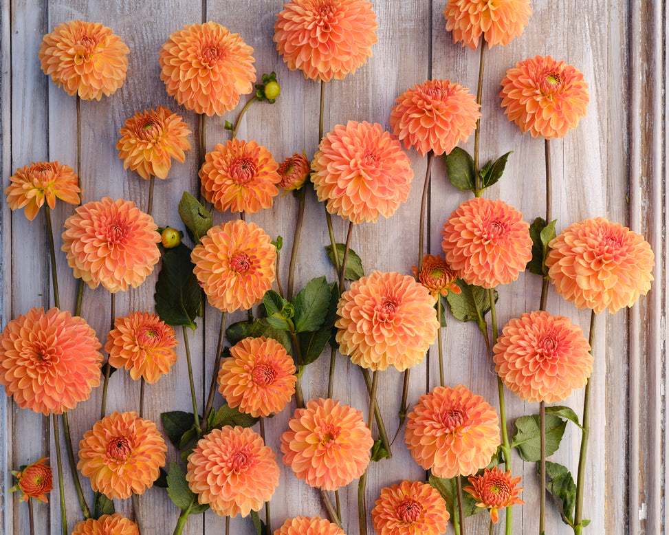 Dahlia 'Amber Crystal'