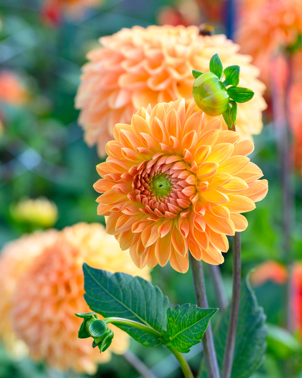 Dahlia 'Amber Crystal'