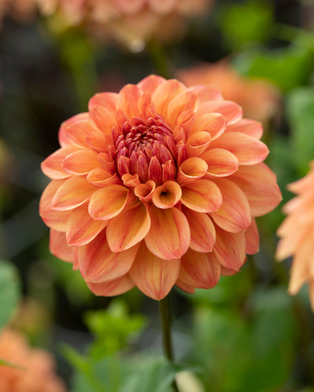 Dahlia 'Amber Crystal'