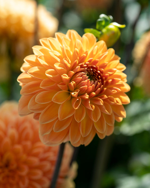 Dahlia 'Amber Crystal'