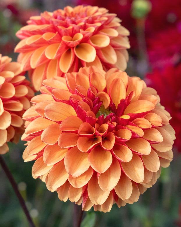 Dahlia 'American Sunset'