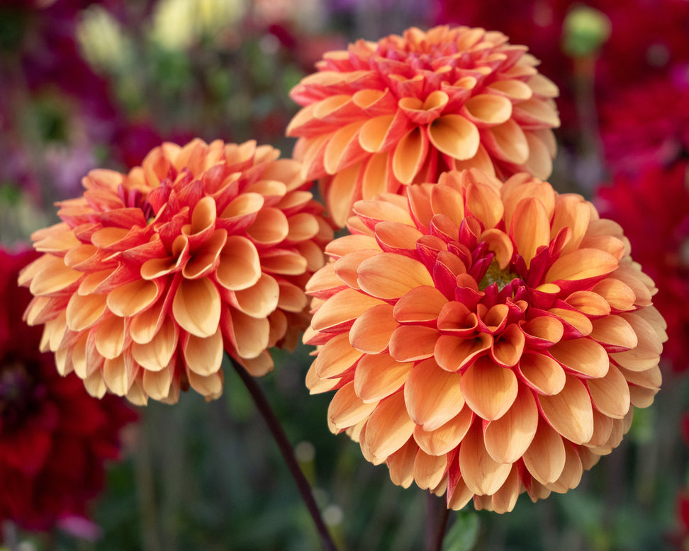 Dahlia 'American Sunset'