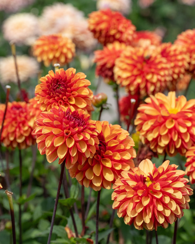 Dahlia 'American Sunset'