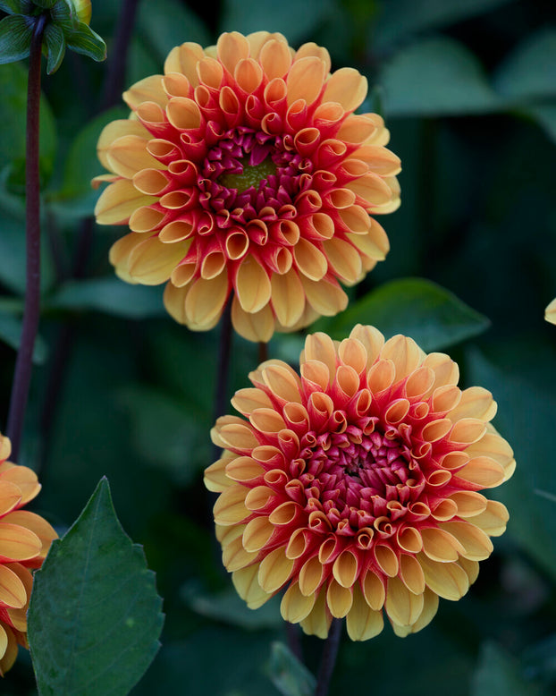 Dahlia 'American Sunset'