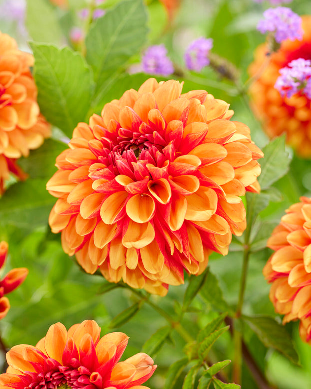 Dahlia 'American Sunset'