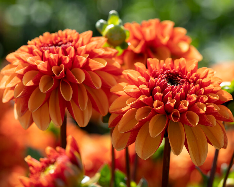 Dahlia 'American Sunset'