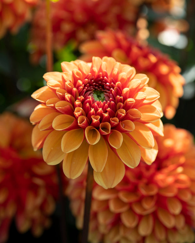 Dahlia 'American Sunset'