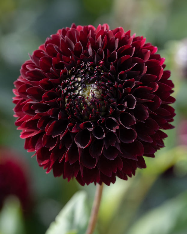 Dahlia 'Black Pierre'