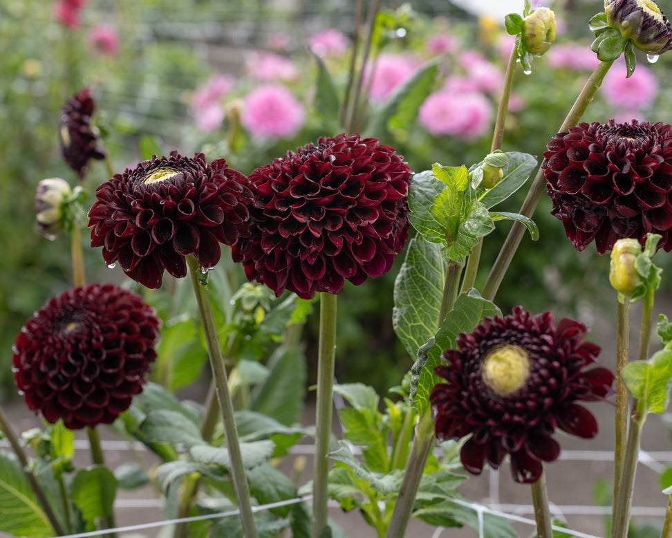 Dahlia 'Black Pierre'