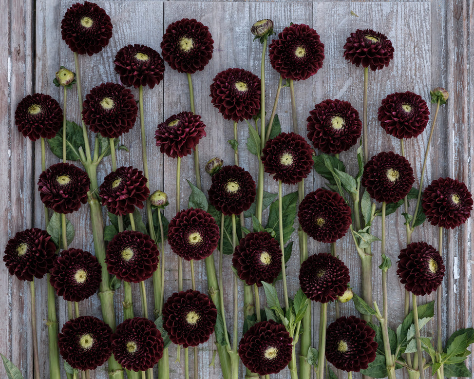 Dahlia 'Black Pierre'