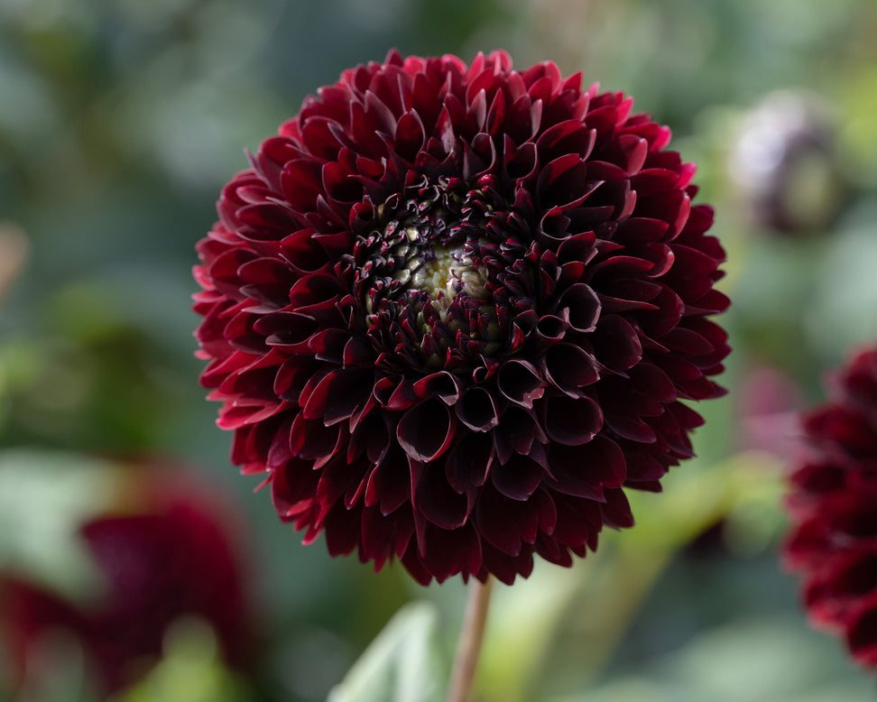 Dahlia 'Black Pierre'