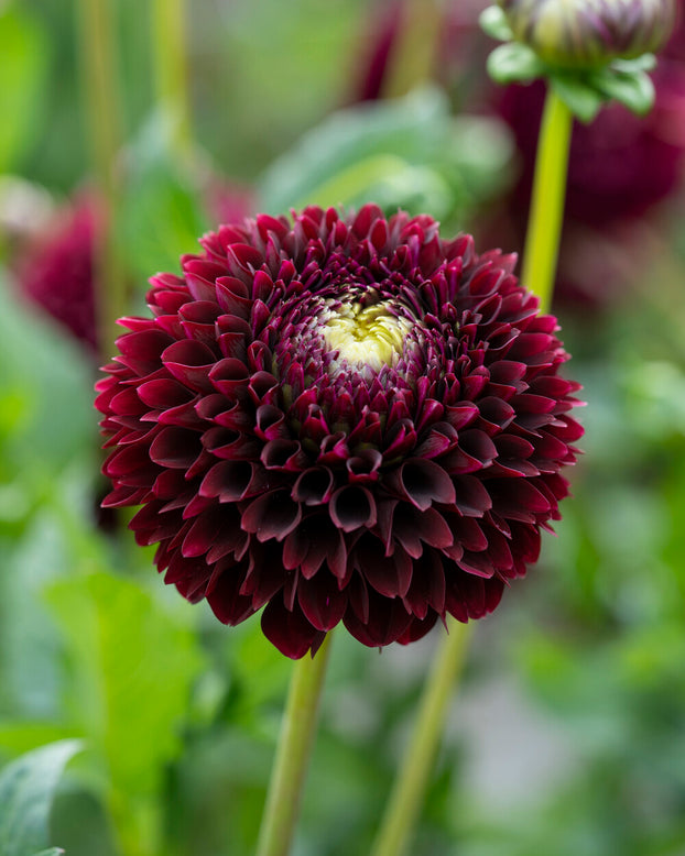 Dahlia 'Black Pierre'