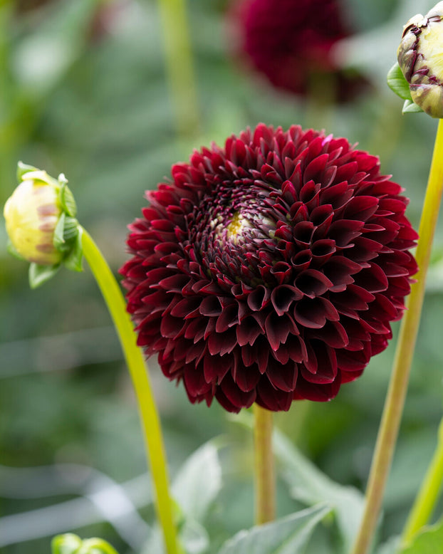 Dahlia 'Black Pierre'