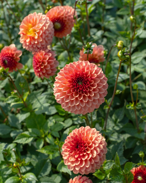 Dahlia 'Bonanza'