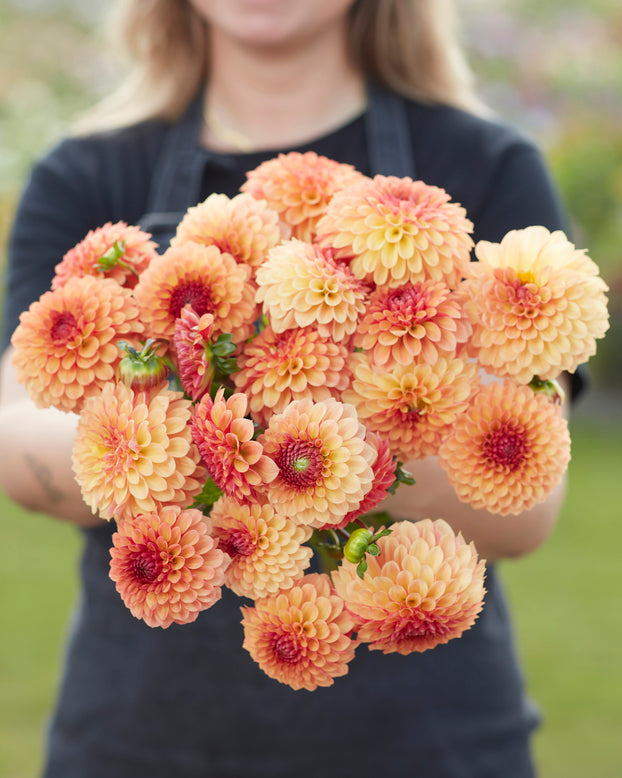 Dahlia 'Bonanza'