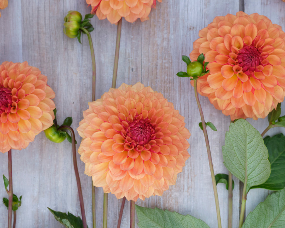 Dahlia 'Bonanza'