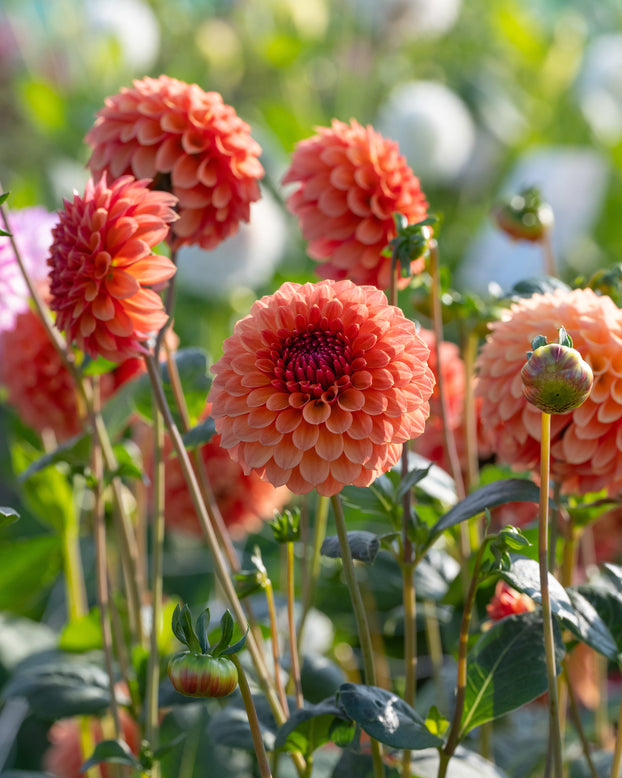 Dahlia 'Bonanza'