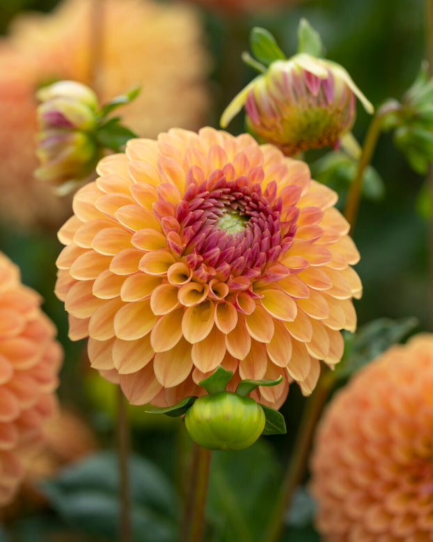 Dahlia 'Bonanza'