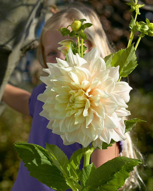 Dahlia 'Break Out'