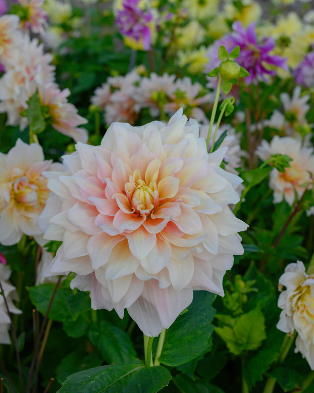 Dahlia 'Break Out'