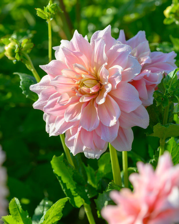 Dahlia 'Break Out'