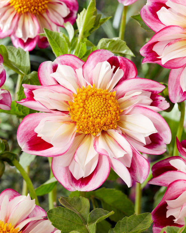 Dahlia 'Bumble Rumble'