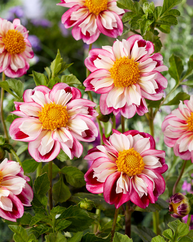 Dahlia 'Bumble Rumble'