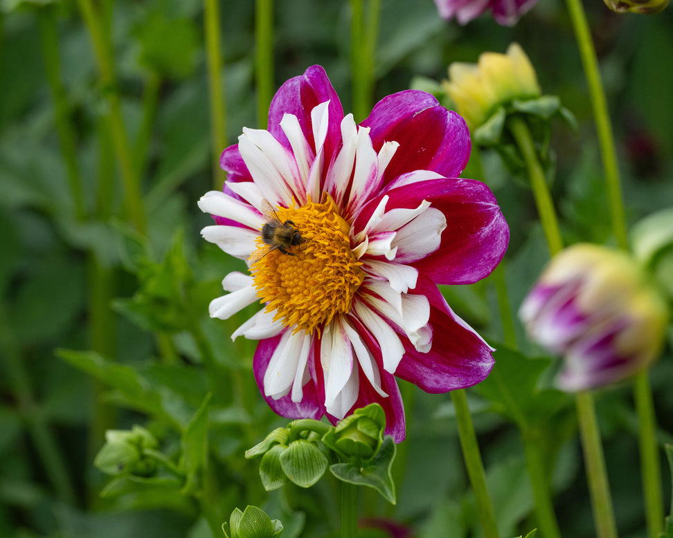 Dahlia 'Bumble Rumble'