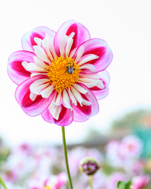 Dahlia 'Bumble Rumble'