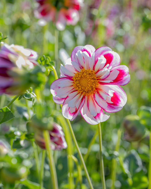 Dahlia 'Bumble Rumble'