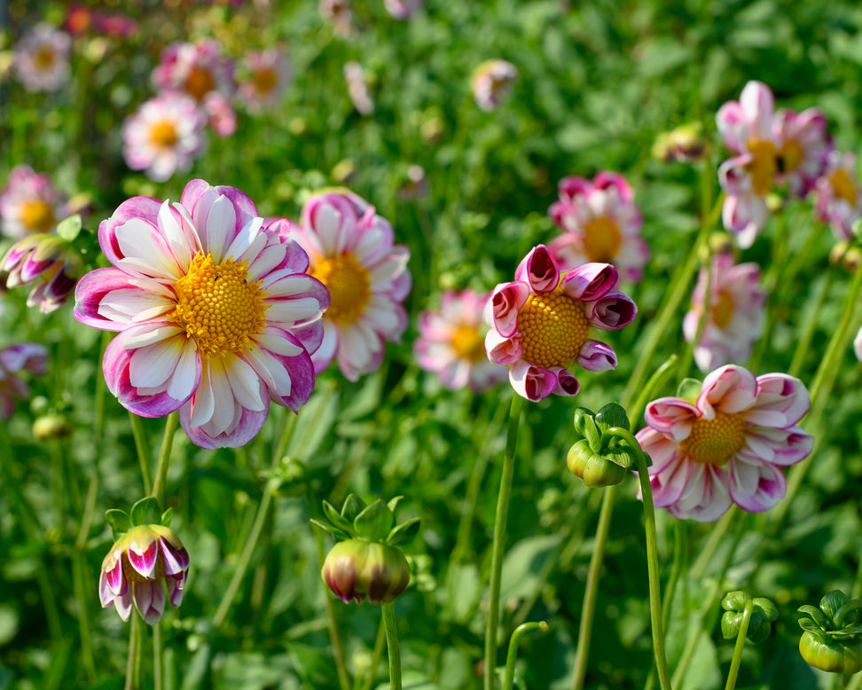 Dahlia 'Bumble Rumble'